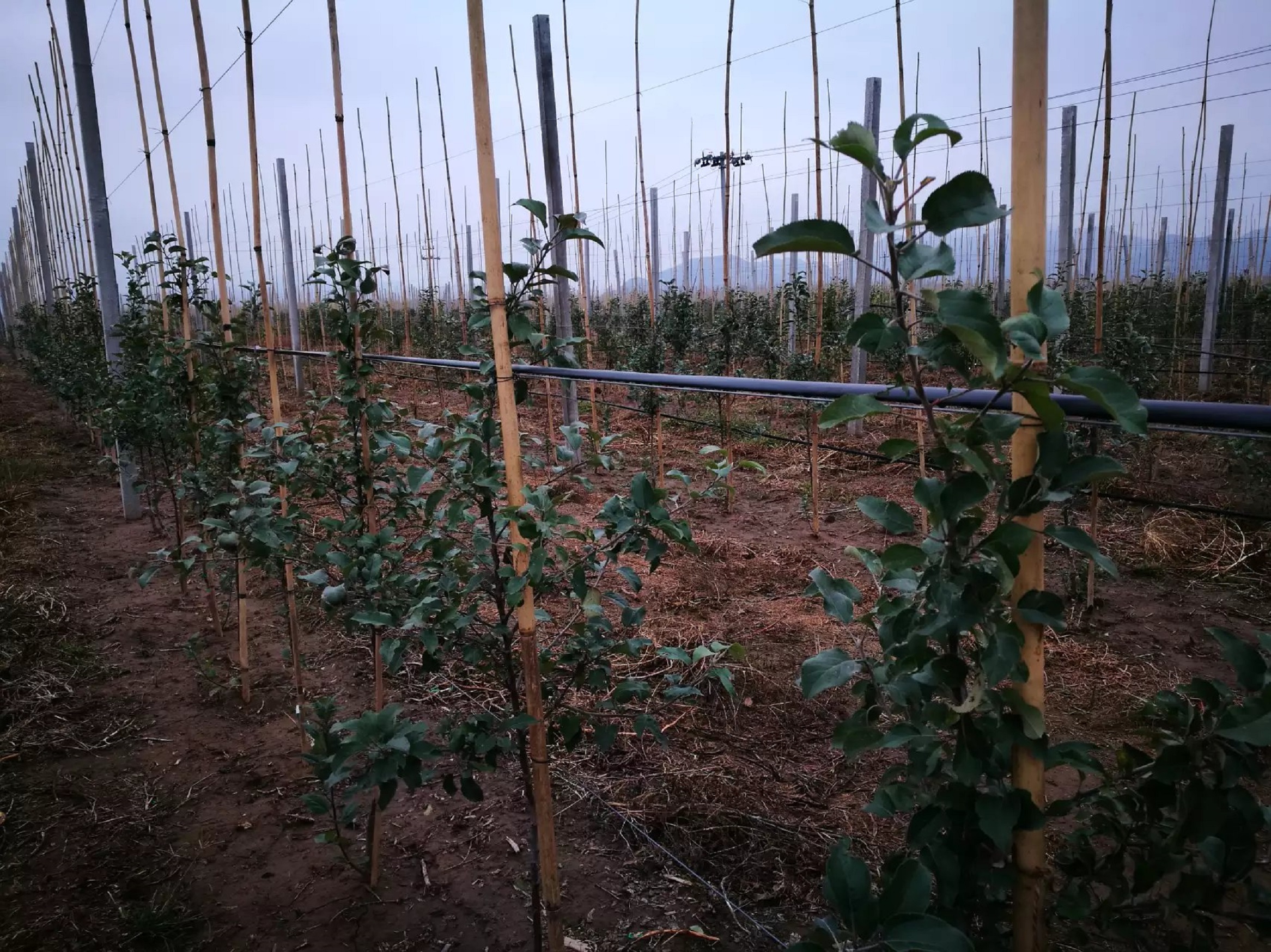 北京延庆区苹果自动化灌溉